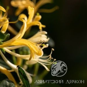 japanese-honeysuckle-or-honeysuckle-flowers-blooming-on-natural_313215-739